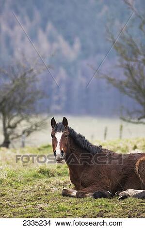 Picture - A horse laying down on the grass in a field; Northumberland, England. Fotosearch