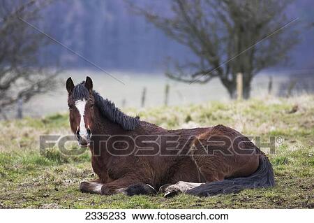 Stock Image - A horse laying down on the grass in a field; Northumberland, England. Fotosearch