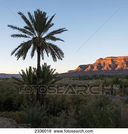 Stock Photo - A landscape with rock cliffs and a palm trees at sunset. Fotosearch
