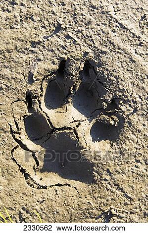 A large bear paw print in the dirt View Large Photo Image Stock Image - A large bear paw print in the dirt. Fotosearch
