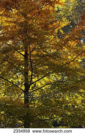 A large tree full of autumn coloured leaves in St. James's Park; London, England View Large Photo Image Stock Photo - A large tree full of autumn coloured leaves in St. James's Park; London, England. Fotosearch