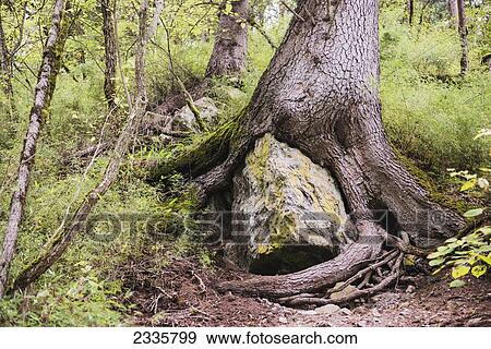 A large tree's roots grown over a large rock View Large Photo Image Stock Photo - A large tree's roots grown over a large rock. Fotosearch