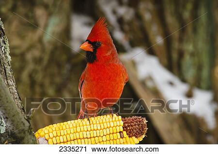 Stock Image - A Northern Cardinal (Cardinalis cardinalis) eating from a cob of corn on a tree branch; Ohio, United States of America. Fotosearch