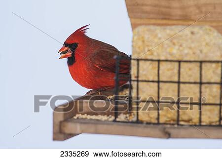 A Northern Cardinal (Cardinalis cardinalis) eating on a bird feeder; Ohio, United States of America View Large Photo Image Stock Photo - A Northern Cardinal (Cardinalis cardinalis) eating on a bird feeder; Ohio, United States of America. Fotosearch