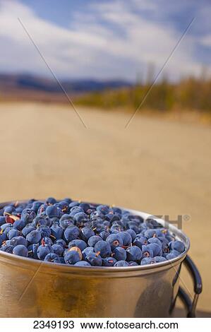 A pail of blueberries along Steese highway; Alaska, United States of America View Large Photo Image Stock Image - A pail of blueberries along Steese highway; Alaska, United States of America. Fotosearch