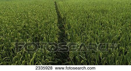 Stock Photo - A path through a field with a green crop. Fotosearch