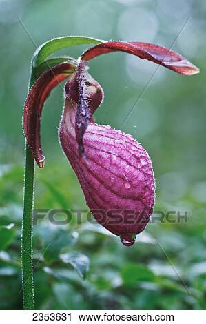 Stock Image - A pink Lady's Slipper (Cypripedium acaule) with raindrops; Ontario, Canada. Fotosearch