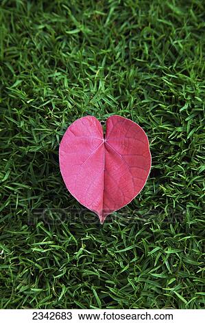 A red leaf in the shape of a heart laying on the grass; Oahu, Hawaii, United States of America View Large Photo Image Stock Image - A red leaf in the shape of a heart laying on the grass; Oahu, Hawaii, United States of America. Fotosearch