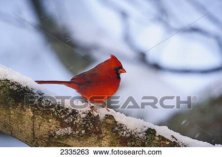 A red Northern Cardinal (Cardinalis cardinalis) on a snow covered tree branch; Ohio, United States of America View Large Photo Image Stock Image - A red Northern Cardinal (Cardinalis cardinalis) on a snow covered tree branch; Ohio, United States of America. Fotosearch