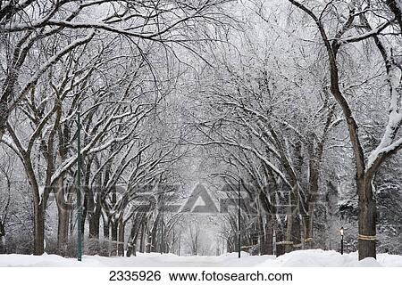 Stock Photograph - A snow covered street lined with trees in winter. Fotosearch