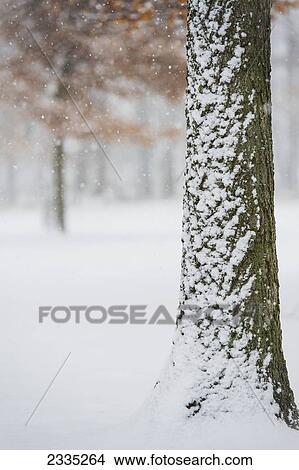 A snow covered tree trunk during a snowfall; Ohio, United States of America View Large Photo Image Picture - A snow covered tree trunk during a snowfall; Ohio, United States of America. Fotosearch