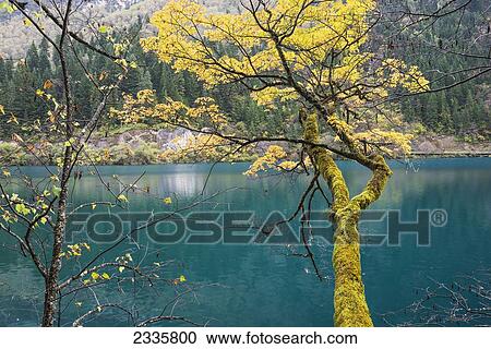 A tree trunk covered with moss growing out over the water View Large Photo Image Stock Image - A tree trunk covered with moss growing out over the water. Fotosearch