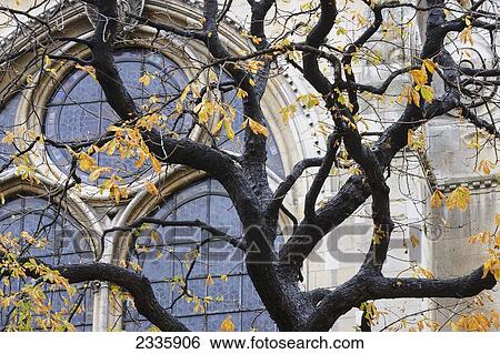 A tree with autumn coloured leaves and a building with beautiful large windows in the background View Large Photo Image Stock Photograph - A tree with autumn coloured leaves and a building with beautiful large windows in the background. Fotosearch