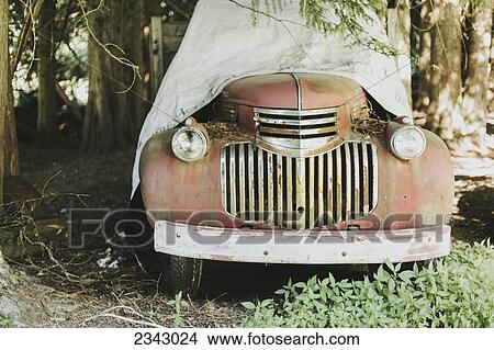 A vintage car sitting under large trees covered with a tarp; Pemberton, British Columbia, Canada View Large Photo Image Picture - A vintage car sitting under large trees covered with a tarp; Pemberton, British Columbia, Canada. Fotosearch