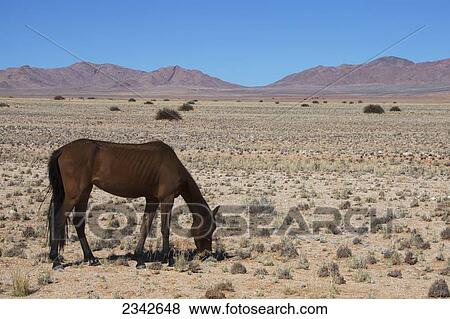 Stock Photo - A wild horse in the desert; Garub, Namibia. Fotosearch