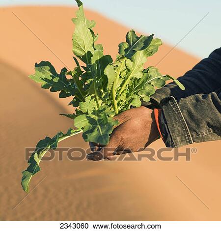 Stock Image - A woman holding a plant at the Erg Chegaga Dunes; Souss-Massa-Draa, Morocco. Fotosearch
