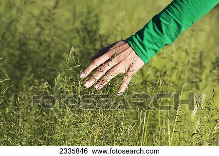 A woman's hand touching the tops of tall grasses View Large Photo Image Stock Photograph - A woman's hand touching the tops of tall grasses. Fotosearch