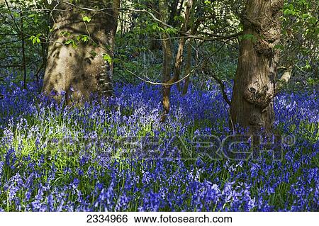 Stock Photograph - Abundance of bluebells on the forest floor; Kent, England. Fotosearch