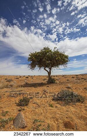 Stock Photo - Acacia tree in the desert; Klein-Aus Vista, Namibia. Fotosearch