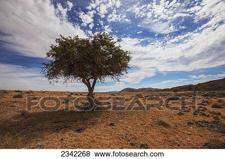 Stock Photo - Acacia tree in the desert; Klein-Aus Vista, Namibia. Fotosearch