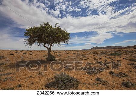 Acacia tree in the desert; Klein-Aus Vista, Namibia View Large Photo Image Stock Photograph - Acacia tree in the desert; Klein-Aus Vista, Namibia. Fotosearch