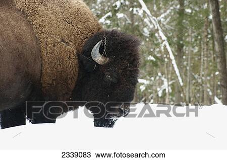 Stock Image - American bison (Bison bison) in captivity, Park Omega; Montebello, Quebec, Canada. Fotosearch