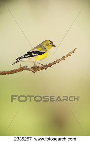 American Goldfinch (Carduelis tristis) on a tree branch; Ohio, United States of America View Large Photo Image Stock Photo - American Goldfinch (Carduelis tristis) on a tree branch; Ohio, United States of America. Fotosearch