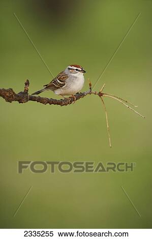 American Tree Sparrow (Spizella arborea) on a tree branch against a green background; Ohio, United States of America View Large Photo Image Stock Photography - American Tree Sparrow (Spizella arborea) on a tree branch against a green background; Ohio, United States of America. Fotosearch