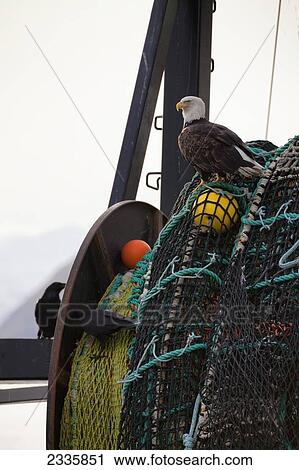 An eagle sits on the fishing nets on a boat View Large Photo Image Stock Image - An eagle sits on the fishing nets on a boat. Fotosearch