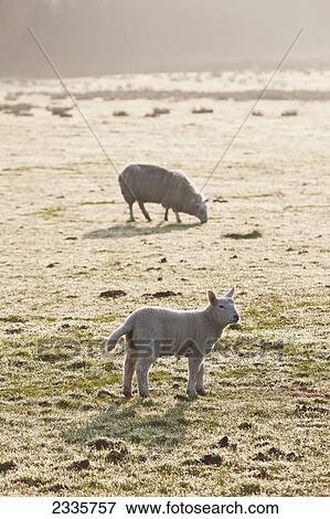 An ewe and lamb on a frosty field in the fog View Large Photo Image Stock Photo - An ewe and lamb on a frosty field in the fog. Fotosearch