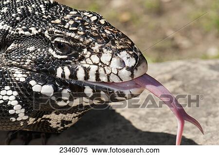 Argentine black and white tegu (Tupinambis merianae); California, United States of America View Large Photo Image Stock Photography - Argentine black and white tegu (Tupinambis merianae); California, United States of America. Fotosearch