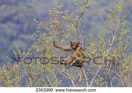 Assamese Macaque (Macaca assamensis) sitting in a tree; Bhutan View Large Photo Image Stock Photo - Assamese Macaque (Macaca assamensis) sitting in a tree; Bhutan. Fotosearch