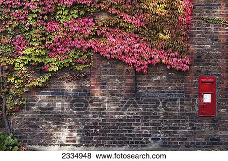 Stock Photo - Autumn coloured leaves on a vine on a wall with a post box; London, England. Fotosearch