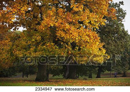 Autumn colours in Greenwich Park; London, England View Large Photo Image Stock Photo - Autumn colours in Greenwich Park; London, England. Fotosearch