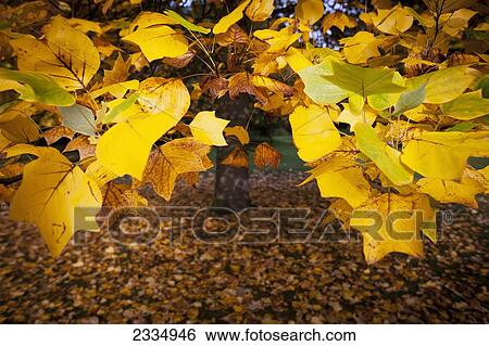 Autumn colours in Greenwich Park; London, England View Large Photo Image Stock Photograph - Autumn colours in Greenwich Park; London, England. Fotosearch