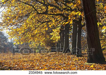 Autumn colours in Greenwich Park with backlit trees; London, England View Large Photo Image Stock Photography - Autumn colours in Greenwich Park with backlit trees; London, England. Fotosearch