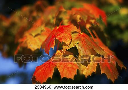 Autumn leaves in Greenwich Park; London, England View Large Photo Image Stock Image - Autumn leaves in Greenwich Park; London, England. Fotosearch