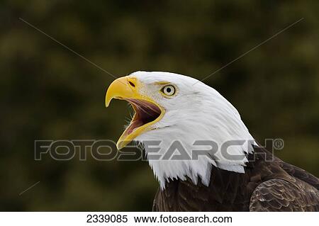Stock Photography - Bald Eagle (Haliaeetus leucocephalus) in captivity, Ecomuseum; Ste-Anne-de-Bellevue, Quebec, Canada. Fotosearch