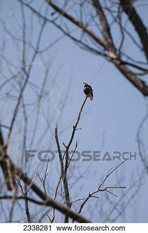 Bald Eagle perched on the top of a dead tree with blue sky; Port Colborne, Ontario, Canada View Large Photo Image Stock Image - Bald Eagle perched on the top of a dead tree with blue sky; Port Colborne, Ontario, Canada. Fotosearch