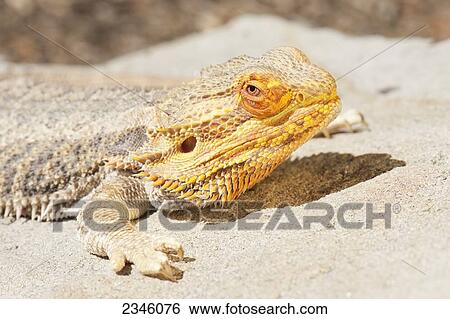 Stock Photograph - Bearded Dragon (Amphibolurus barbatus); California, United States of America. Fotosearch