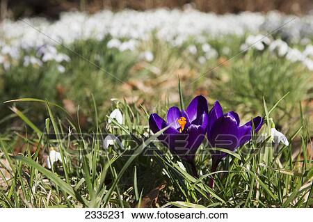 Blossoming purple crocuses and white snowdrop flowers (galanthus); Northumberland, England View Large Photo Image Stock Image - Blossoming purple crocuses and white snowdrop flowers (galanthus); Northumberland, England. Fotosearch