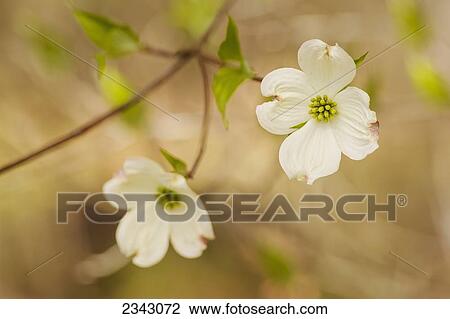 Stock Image - Blossoming white Dogwood flowers; Ohio, United States of America. Fotosearch