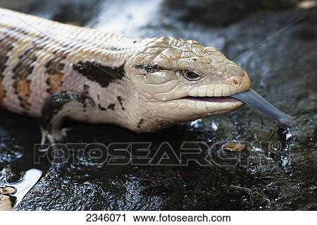 Stock Image - Blue-tongued Skink (Tiliqua scincoides); California, United States of America. Fotosearch