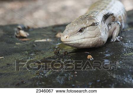 Blue-tongued Skink (Tiliqua scincoides); California, United States of America View Large Photo Image Stock Photo - Blue-tongued Skink (Tiliqua scincoides); California, United States of America. Fotosearch