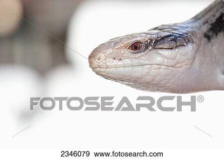 Blue-tongued Skink (Tiliqua scincoides); California, United States of America View Large Photo Image Stock Photo - Blue-tongued Skink (Tiliqua scincoides); California, United States of America. Fotosearch