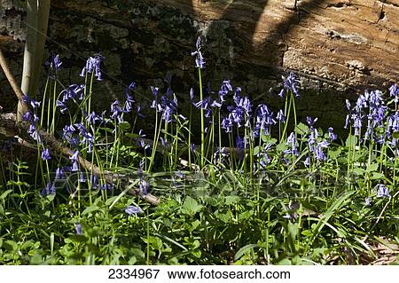 Stock Photo - Bluebells in the woods; Kent, England. Fotosearch
