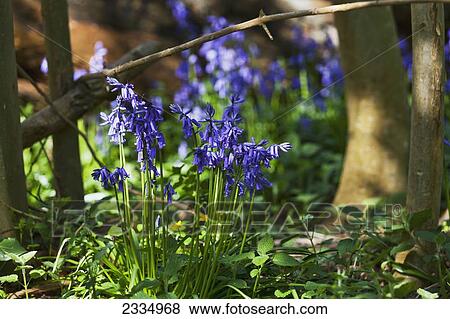 Stock Photo - Bluebells in the woods; Kent, England. Fotosearch