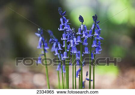 Bluebells; Kent, England View Large Photo Image Stock Photography - Bluebells; Kent, England. Fotosearch