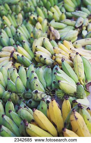 Bunches of apple bananas; Oahu, Hawaii, United States of America View Large Photo Image Stock Photography - Bunches of apple bananas; Oahu, Hawaii, United States of America. Fotosearch