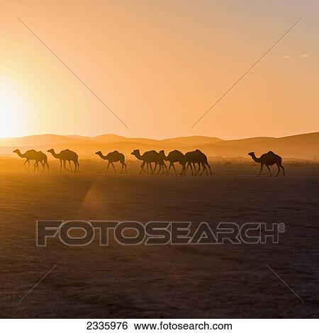 Camels walking across an arid landscape at sunset View Large Photo Image Stock Photograph - Camels walking across an arid landscape at sunset. Fotosearch